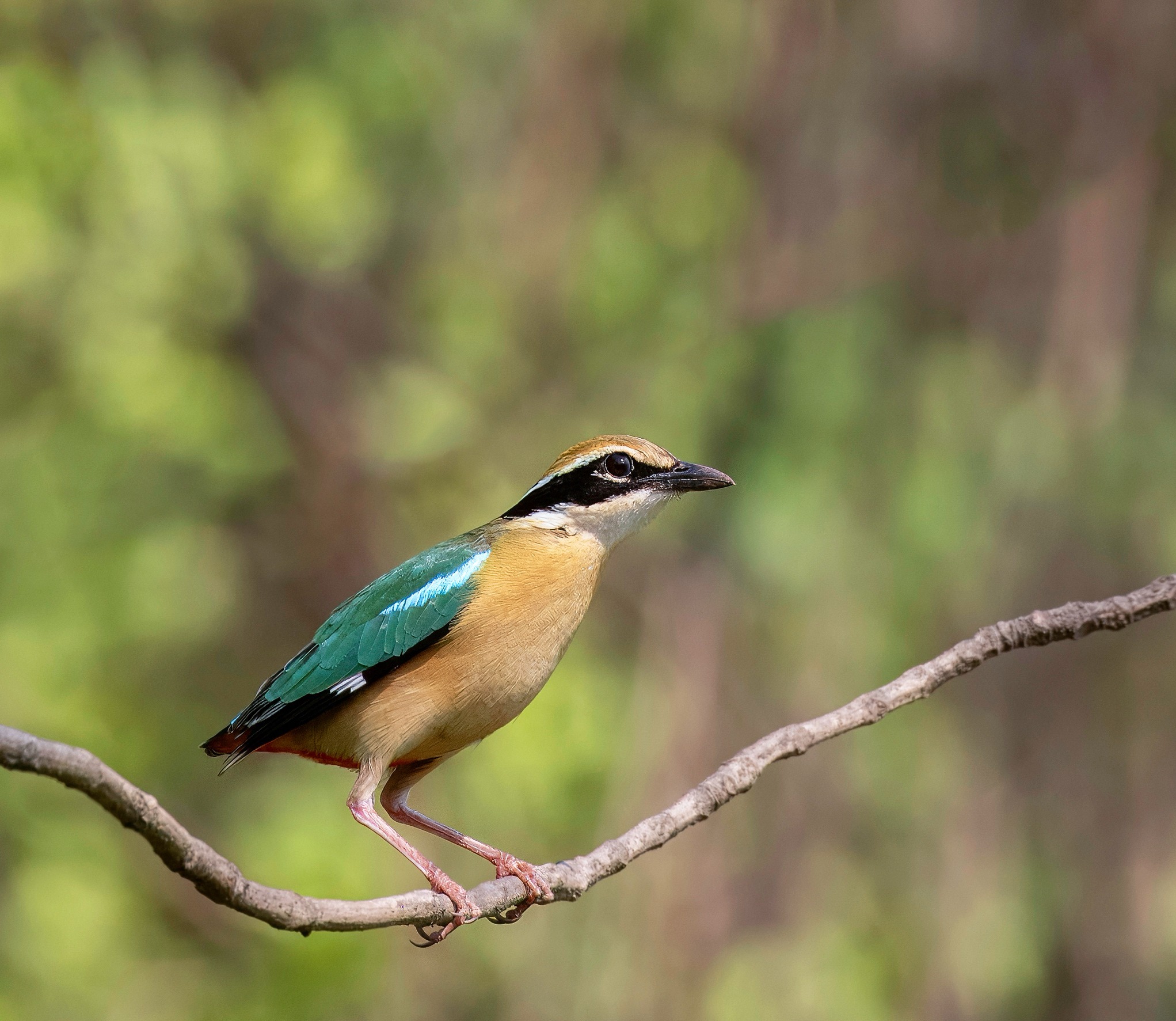 Indian Pitta Bird